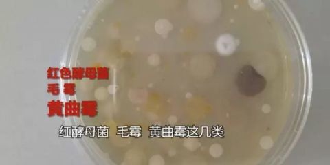 细菌|蹲便和坐便到底哪个更脏？这是一条有味道的科普