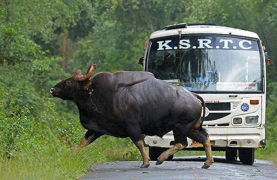 世界最大"牛魔王",印度这牛不是吹的,重达一吨半,老虎都害怕