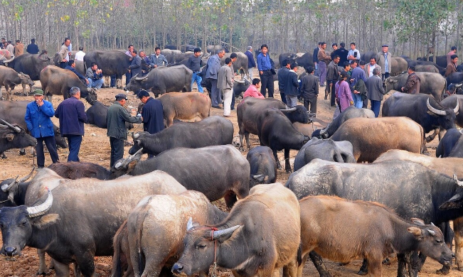 8种本土牛获得 高品质牛肉生产推介品种 中国牛 牛起来 腾讯新闻