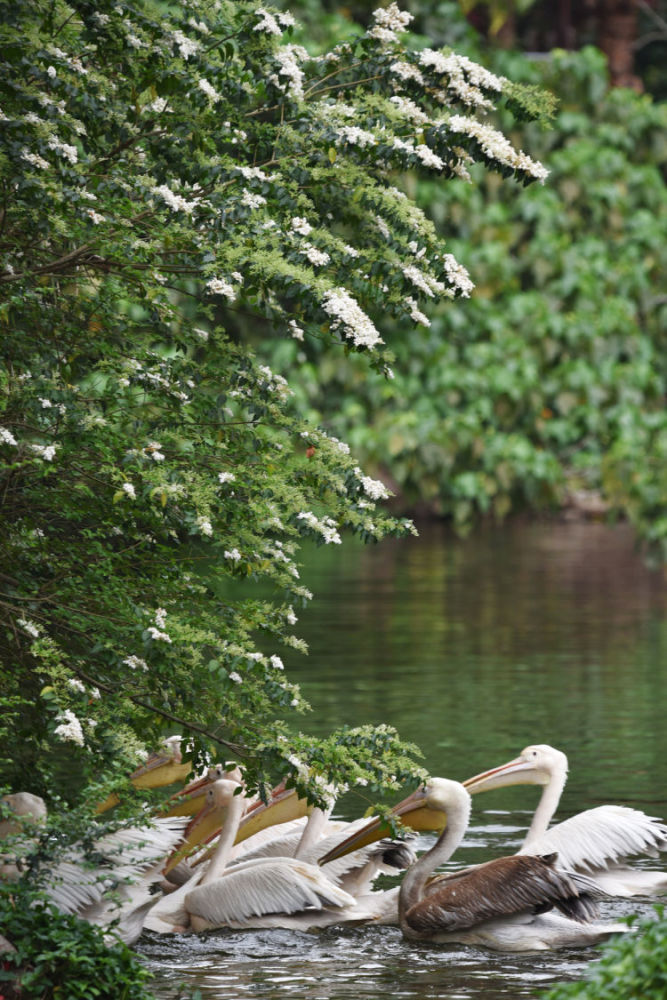 深圳野生动物园里白花与白鹈鹕相映成趣