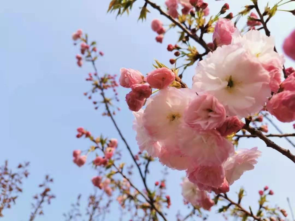 芳菲四月 櫻花布滿公園 那一簇簇粉紅色的花朵 和著春風十里 搖曳多姿