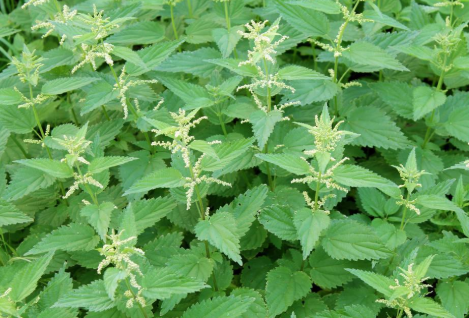 蝎子草|它便是“蝎子草”，尖刺有毒会蜇人，但嫩叶价值高，烫火锅是一绝