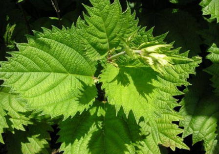 蝎子草|它便是“蝎子草”，尖刺有毒会蜇人，但嫩叶价值高，烫火锅是一绝