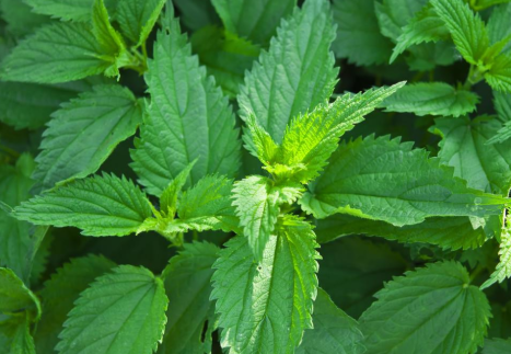 蝎子草|它便是“蝎子草”，尖刺有毒会蜇人，但嫩叶价值高，烫火锅是一绝