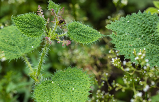 蝎子草|它便是“蝎子草”，尖刺有毒会蜇人，但嫩叶价值高，烫火锅是一绝
