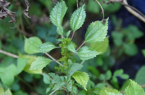 蝎子草|它便是“蝎子草”，尖刺有毒会蜇人，但嫩叶价值高，烫火锅是一绝