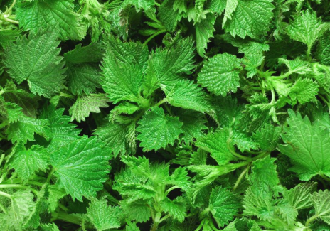 蝎子草|它便是“蝎子草”，尖刺有毒会蜇人，但嫩叶价值高，烫火锅是一绝