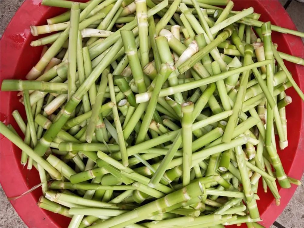 有城里人看到大爷大妈在采摘芦芽,跟着摘了一点,结果回家后直接炒着吃