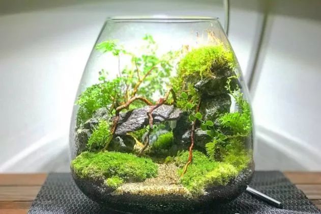动动手做一个美丽的微景观瓶吧