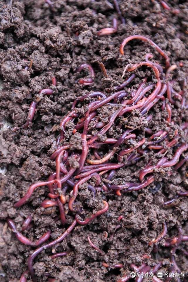 小蚯蚓不简单!专吃牛粪餐厨垃圾和尾菜,粪便还是有机肥