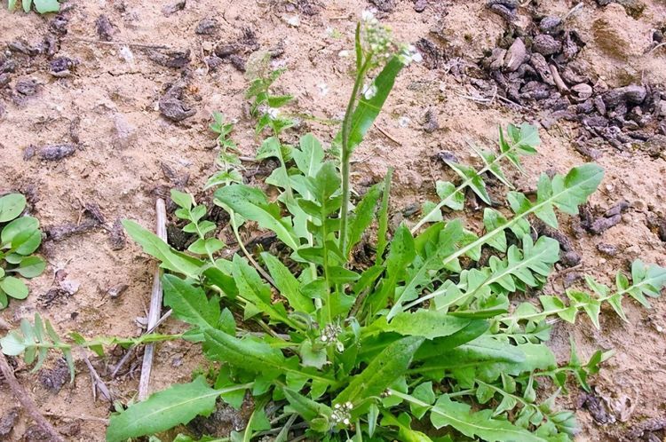 野菜|乡下这“野菜”5块一斤，谁都爱吃，掏钱从不手软，五六斤嫌少了