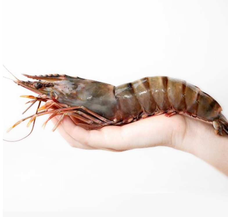 比手掌还大的黑虎虾入侵美国危害当地生态但在我国却不够吃