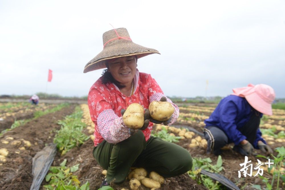 遂溪县|粤黑携手盘活冬闲田，湛江“稻稻薯”春来迎丰收