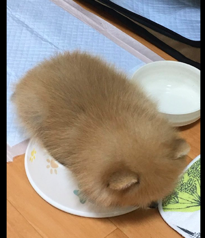 狗狗太困了但为了不错过饭点直接就躺在碗上睡着了干饭狗呀