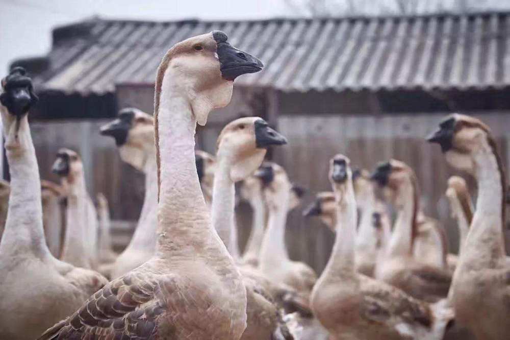 大鹅|有鹅的地方蛇会跑光，鹅粪真的能杀蛇吗？鹅：我有秘密武器