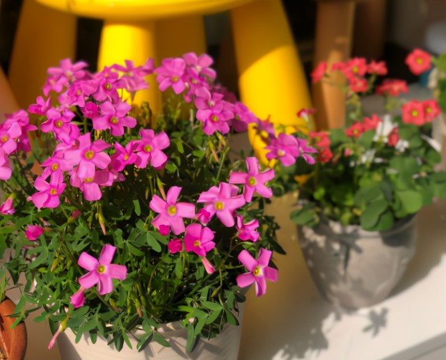 平时养成这些好习惯 养花不用犯愁土壤年年结块了 腾讯新闻