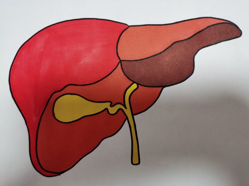 肝脏|医生提示：在生活中注意这2件事，可有效保护肝脏，防止其病变