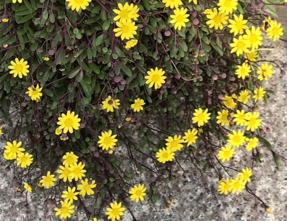 多肉黄花新月你了解多少知道该怎么让叶子变成紫色吗