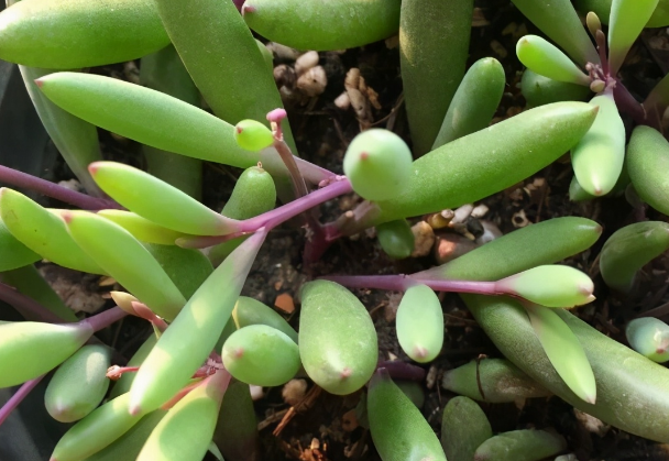 多肉黄花新月,你了解多少,知道该怎么让叶子变成紫色吗?