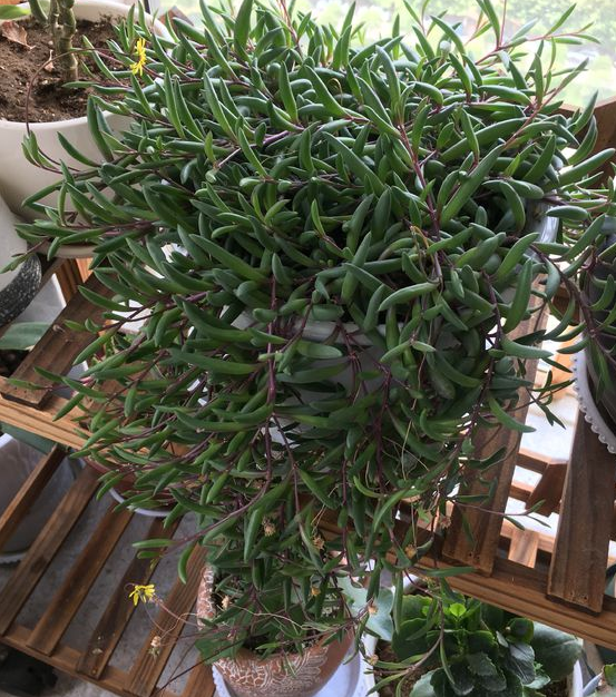 多肉黄花新月你了解多少知道该怎么让叶子变成紫色吗