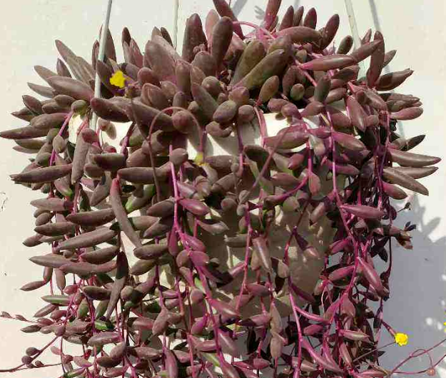 多肉黄花新月你了解多少知道该怎么让叶子变成紫色吗