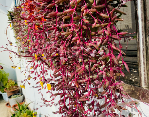 多肉黄花新月你了解多少知道该怎么让叶子变成紫色吗