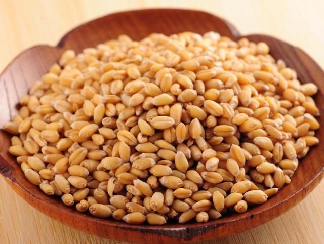 这么泡麦粒,一粒麦子一条鱼,还个个都是大板鲫