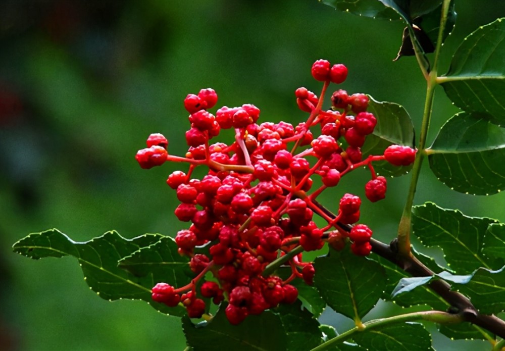 花椒树|资深椒农细谈：花椒树春季清园注意哪些要点？以下两点很关键