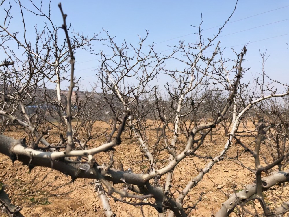 花椒树|资深椒农细谈：花椒树春季清园注意哪些要点？以下两点很关键