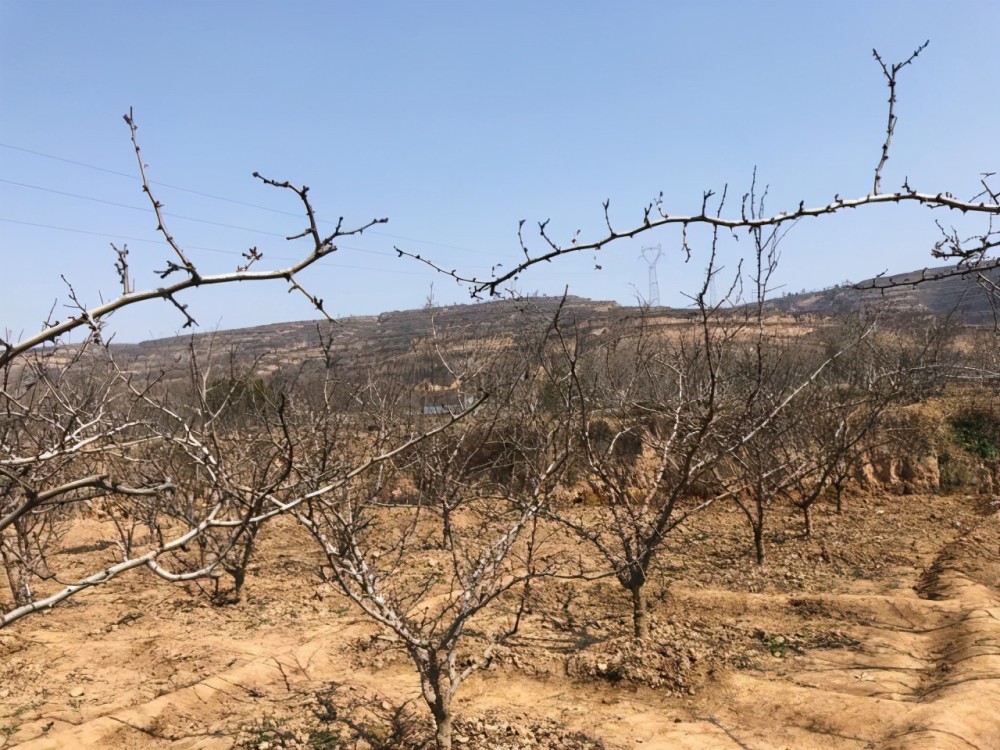 花椒树|资深椒农细谈：花椒树春季清园注意哪些要点？以下两点很关键