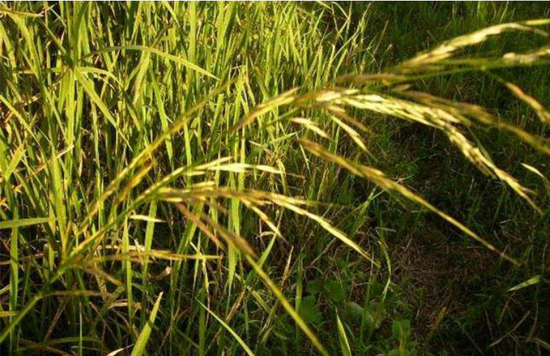 大米|世界上最长的大米，人称土豪米，产自中国，很多人都吃不起