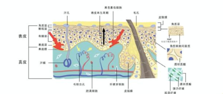 黑人|人仍在进化，黑人、白人、黄种人基因有差异么，为何皮肤不一样？