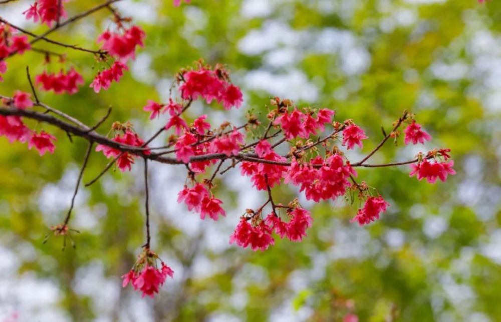 海沧大屏山公园数千株樱花迎来最佳花期【组图】_腾讯新闻