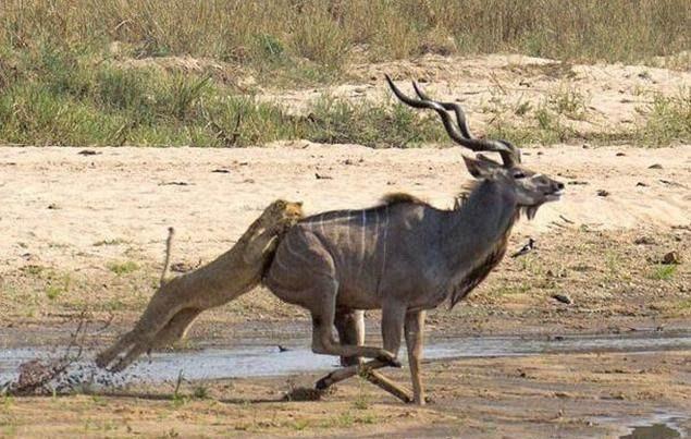 "骟羊"时,羊为什么很少像猪那样大喊大叫?它真的不怕疼吗?