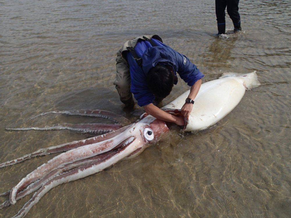 大王乌贼这种神秘深海生物事如何被人类发现的呢
