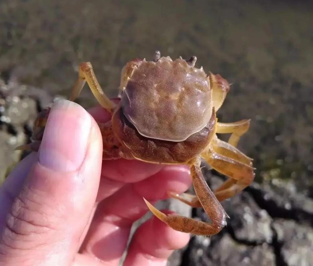 脱壳前吃食量少脱壳前吃食量少,是很多池塘反应的问题.