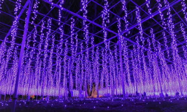 日本有名的 梦幻公园 紫藤花开放堪称绝景 比樱花更美 日本 旅游 紫藤 藤花 公园 富士山