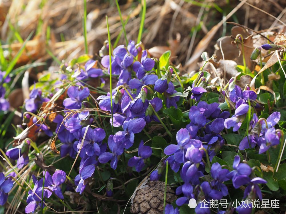 3月7日爱情运势 感情稳定 相谈甚欢的四大星座 腾讯新闻