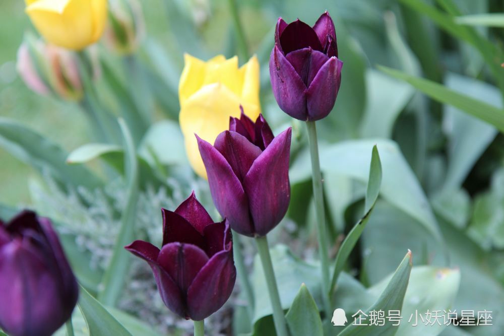 3月7日爱情运势 感情稳定 相谈甚欢的四大星座 腾讯新闻