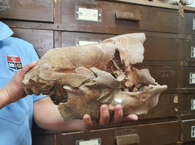 化石|“南美雪人”化石被发现？体重超过一吨，地球上有过巨人族吗？