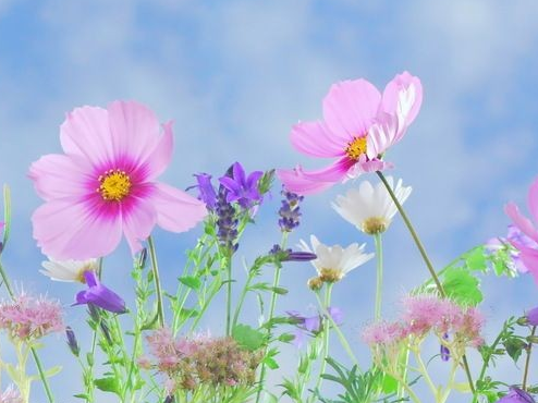 3月10号起 4属相喜事来 桃花开 财运旺 事事顺心 腾讯新闻