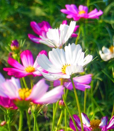 3月10号起 4属相喜事来 桃花开 财运旺 事事顺心 腾讯新闻