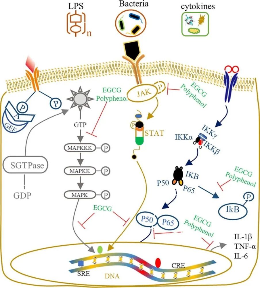 被激活,被激活的jak催化受体本身或酪氨酸残基的磷酸化形成相应的dock