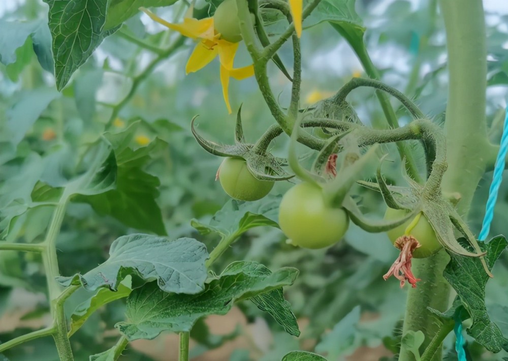 菜农|为啥你种的番茄产量低？今天总算找到原因了！70％的菜农错了