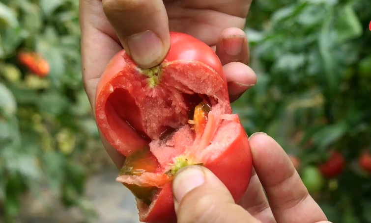 菜农|为啥你种的番茄产量低？今天总算找到原因了！70％的菜农错了