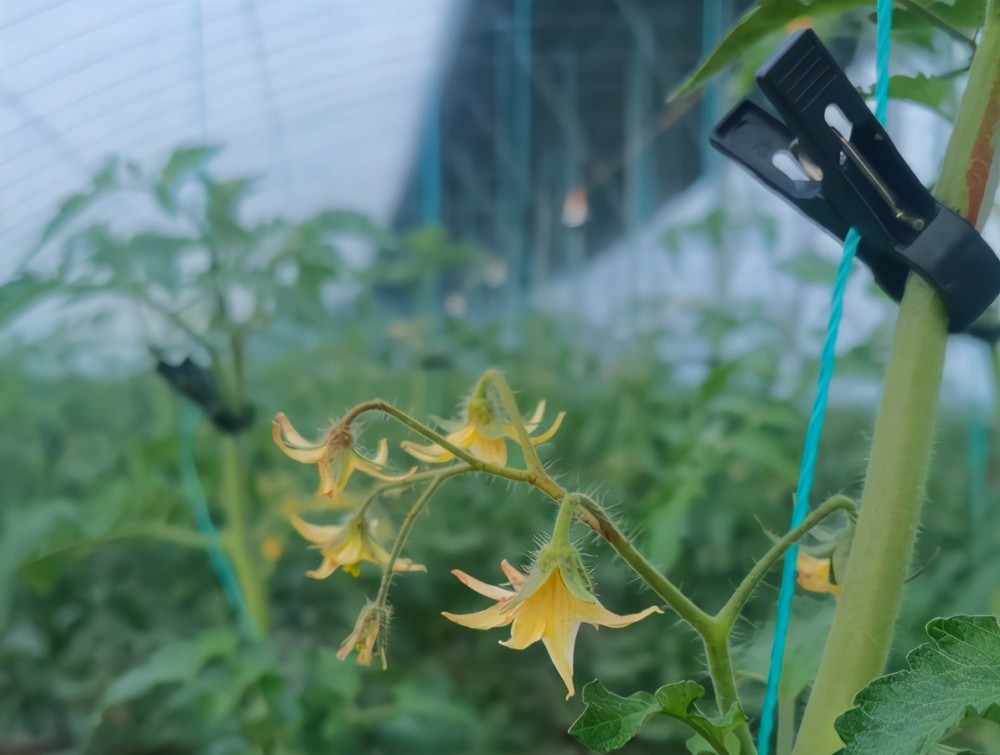 菜农|为啥你种的番茄产量低？今天总算找到原因了！70％的菜农错了