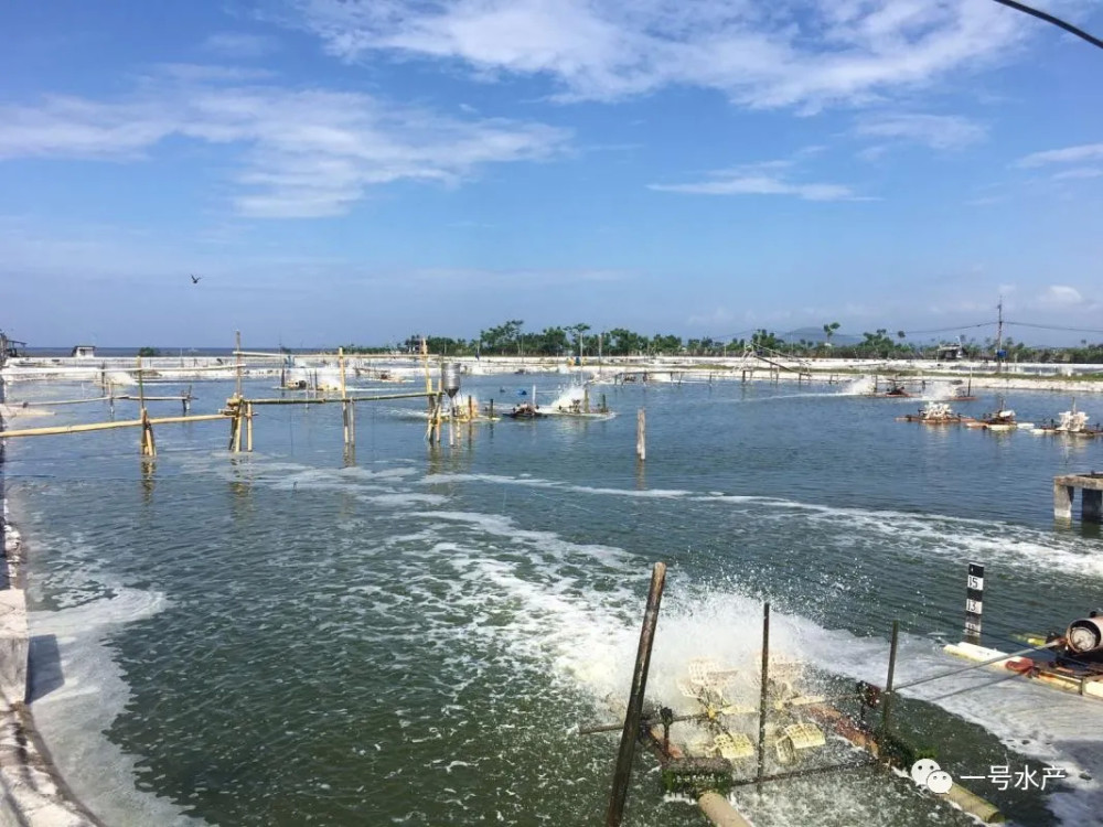 图5:印尼一家集约化养虾场虽然雨季一过,养殖户就准备投放虾苗,这意味