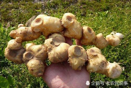 农村山里的"野生姜",挖到别当垃圾,野生价值高,一斤能卖百元