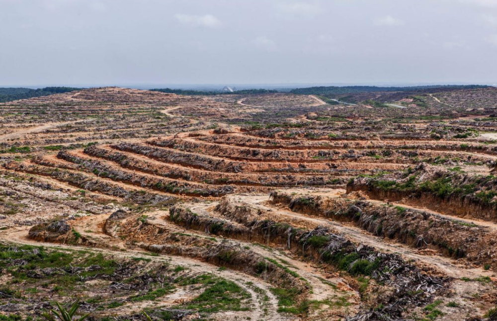 地球|450种蝴蝶命运被改写，地球巨变正悄悄发生，人类真的要警惕了