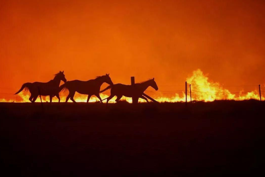 地球|450种蝴蝶命运被改写，地球巨变正悄悄发生，人类真的要警惕了